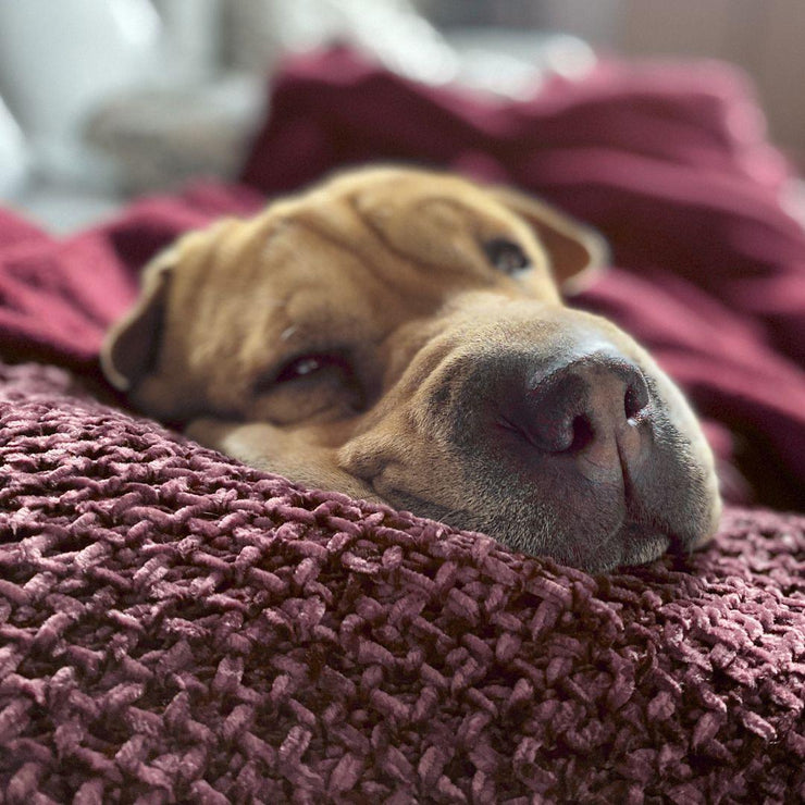 Fur, Fluff and Furniture: 10 Tips to Protect Your Sofa from Pets